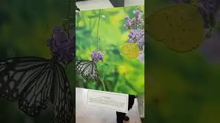 Dilmah One Earth Photography Exhibition 🌍📸 | Sri Lanka Nature Photography #shorts