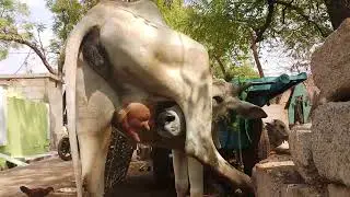 Cow how to drink our milk