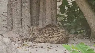 Beautiful Asian Leopard cat