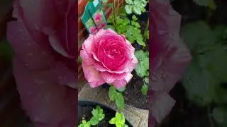 Merry christmas#gardening #christmas#merrychristmas #nature#ytshorts#fresh#shorts #reels #trending