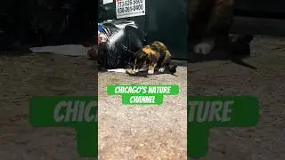 Chicago Stray Cat #nature #shorts #chicago #cat