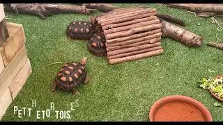The Holmes Chapel Zoo
