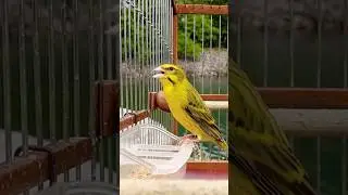 Mozambik Gacor mulet | Hybrid Aviary Canary | Serinus Mozambicus finch | Canario de Mozambique Canto