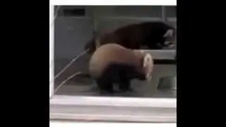 Red panda gets scared