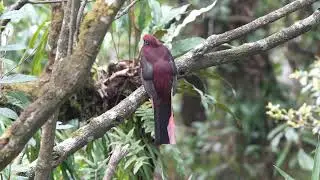 Ward's Trogon || Mishmi hills || North-East Birding Tours || Rohit Nayal ❣️