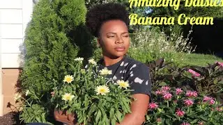 Amazing Daisies 'Banana Cream'| Proven Winners| Garden Addictz