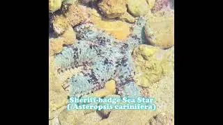 Sheriff badge Sea Star
