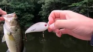 Deep Cranking for BIG BASS