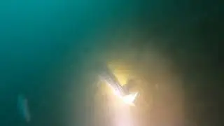 Dive Vodelee  March 2024 - Part 02 - W/Alain F