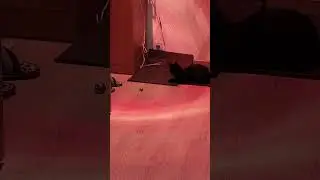 Хорошо Котике, хорошо маленькой ) #оле7 #ластёна #котофейка #животные #видосыоткота #кот #котик #топ