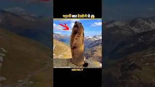 Bobak marmot is not cute 🤯#shorts#facts #ytshorts