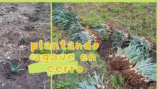 COMO PLANTAR AGAVE ESPADIN en CERRO 🌱🟢- plantando agave ESPADIN o espadilla