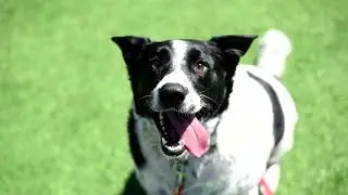 Spectrum Spotlight: Meet Oreo