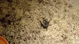 Parabuthus villosus(Hairy thick-tail scorpion) feeding NO COMMENTARY!