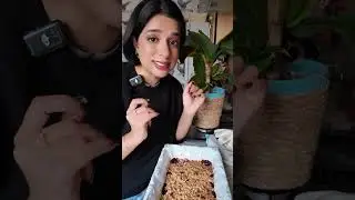 easy cherry apple crumble recipe 🍒 cozy autumn dessert