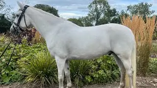 7yr old 152cms Connie Gelding 