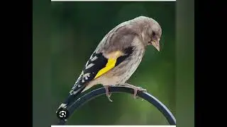 small bird & golden crown...