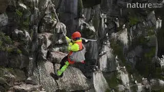Man abseiling down a cliff and collecting seabird eggs, including those of common guillemots, Icelan