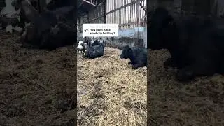 Woodchip bedding and update on the twins #farming #cattlerearing #babyanimals #animalhealth