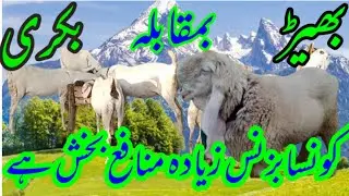 sheep farming vs Goat Farming 🐑which is more profitable complete comparison