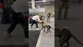 Military Dog Training Display at Shot Show 2026 Las Vegas
