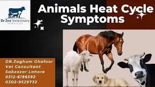 dr#zee#veterinary#solutions#animals#heat#cycle#signs#symptoms#artificial#ins&eacute;mination#goat#sheep#cow