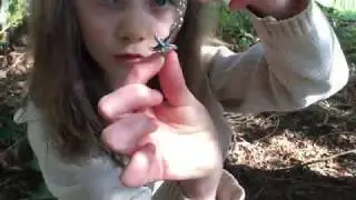 Fairy Sightings - The Treasure in the Fairy Chest