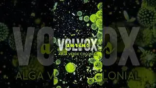 Volvox aureus (Alga Verde colonial)