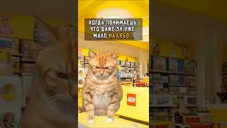 Сколько нужно денег на LEGO в 2025-ом?🤔☹️#legofun #memes #котики #смешныемоменты