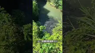 ЗАЧЕМ ЗАКАПЫВАЮТ РЫБУ В ЗЕМЛЮ ТОННАМИ?! 🤯