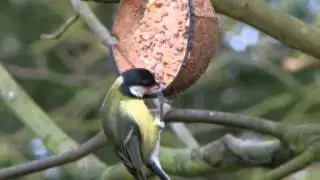 Great Tit Singing