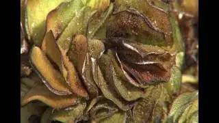Art students make paper from invasive plants