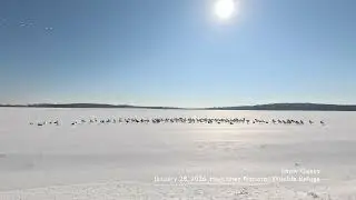 Relaxing Nature Video: Snow Geese