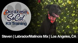 Black Labrador Retriever/Belgian Malinois Dog Training | Steven | Los Angeles, CA