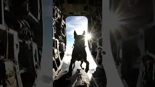 Nervous Malinois Jumps from Plane &mdash; Heart-Stopping POV Drop into Golden Light