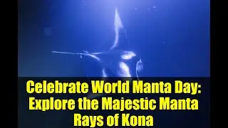 Celebrate World Manta Day: Explore the Majestic Manta Rays of Kona