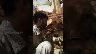 #fnyy#tiktok