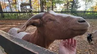 Krista loving on a adorable goat at Messick's Farm Market. Full video @jonesingfortheroad 
