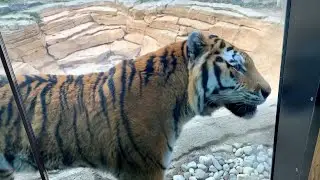 A Tiger Peeing