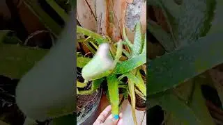 vastu tips#shorts video#yshorts#