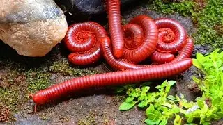 Animal Swarm , A Rare Look at a Millipede Colony #AnimalSwarm #RareAnimals #IncredibleInsects
