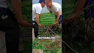 Giant Watermelon Farming in China 🤯