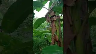 parambu