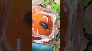 Чому не можна давити тараканів #cockroach #facts #животные #хочуфакты #viral #fypviral #интересное