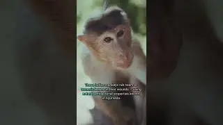 Ayurvedic monkeys #macaque #indian #monkey #animals #ayurveda #naturaltreatment #smart