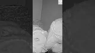 Barn Owl Kiss Caught on Cam! 🦉💋 Nature&rsquo;s Sweetest Moment