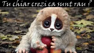 Top 10 Animale Dragute Ce Nu Sunt Ceea Ce Par