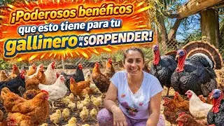 ‼️Poderosos benéficos que esto tiene para tu gallinero te va a sorprender‼️