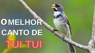 O MELHOR CANTO DE TUI TUI ZEL ZEL POR 10 HORAS