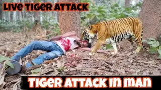 Man Eater Tiger | Tiger Attack mohan | Tiger terratory | Tiger killed biker | Jim Corbett